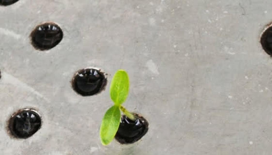饮水机放出虫子的原因及预防措施（揭秘饮水机中虫子孕育的秘密与解决方法）