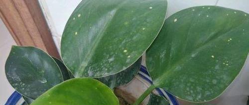油烟机黄斑的清洗技巧（掌握正确的清洗方法）