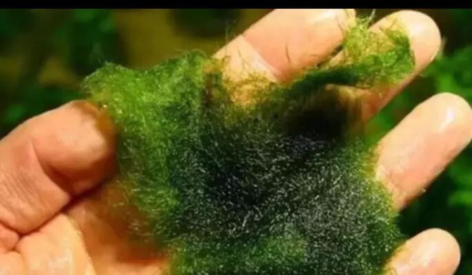 热水器进水口青苔如何清理？有效去除方法有哪些？