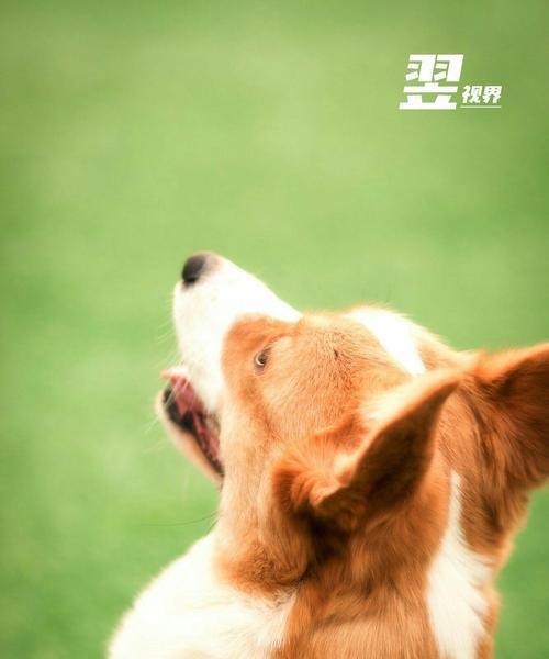 宠物街拍相机使用手机拍照技巧有哪些？如何拍出好照片？