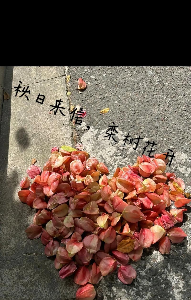 苹果手机拍摄树花视频技巧是什么？