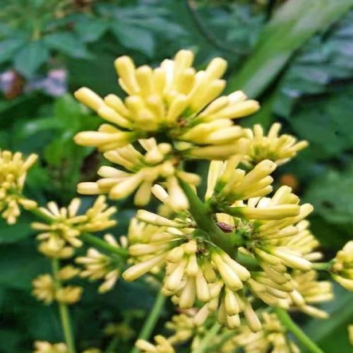 苹果手机拍摄树花视频技巧是什么？